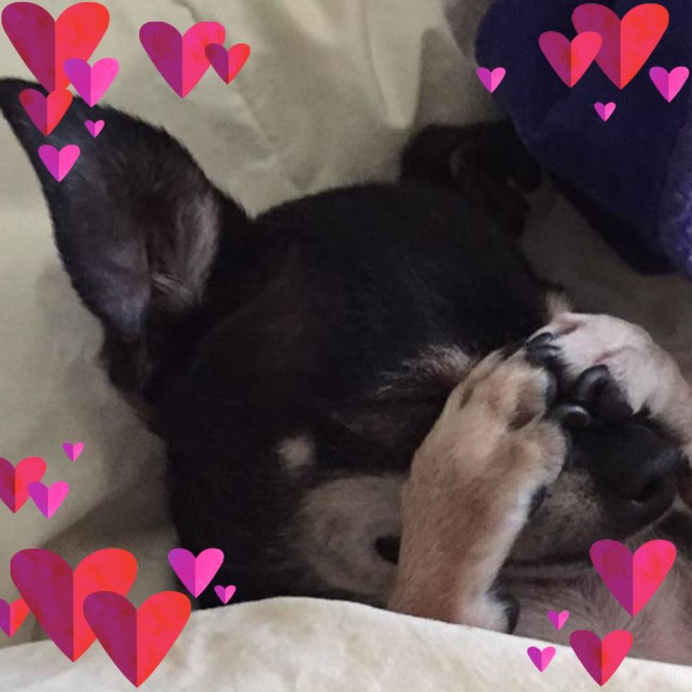 Meet your Posher, Dori